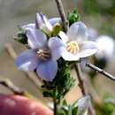 Cyanothamnus coerulescens subsp. spinescens (Benth.) Duretto & Heslewood的圖片