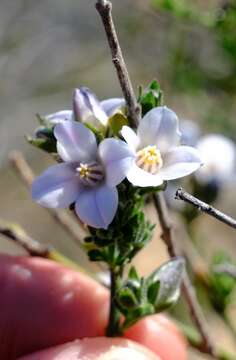 Imagem de Cyanothamnus coerulescens subsp. spinescens (Benth.) Duretto & Heslewood