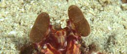 Image of <i>Lysiosquillina glabriuscula</i>