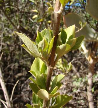 Salvia chamelaeagnea Berg. resmi