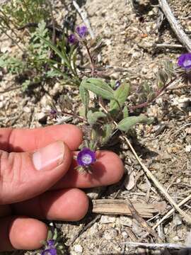 Image of Washoe phacelia