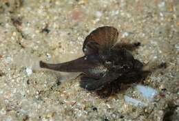 Image of Bluefin Gurnard