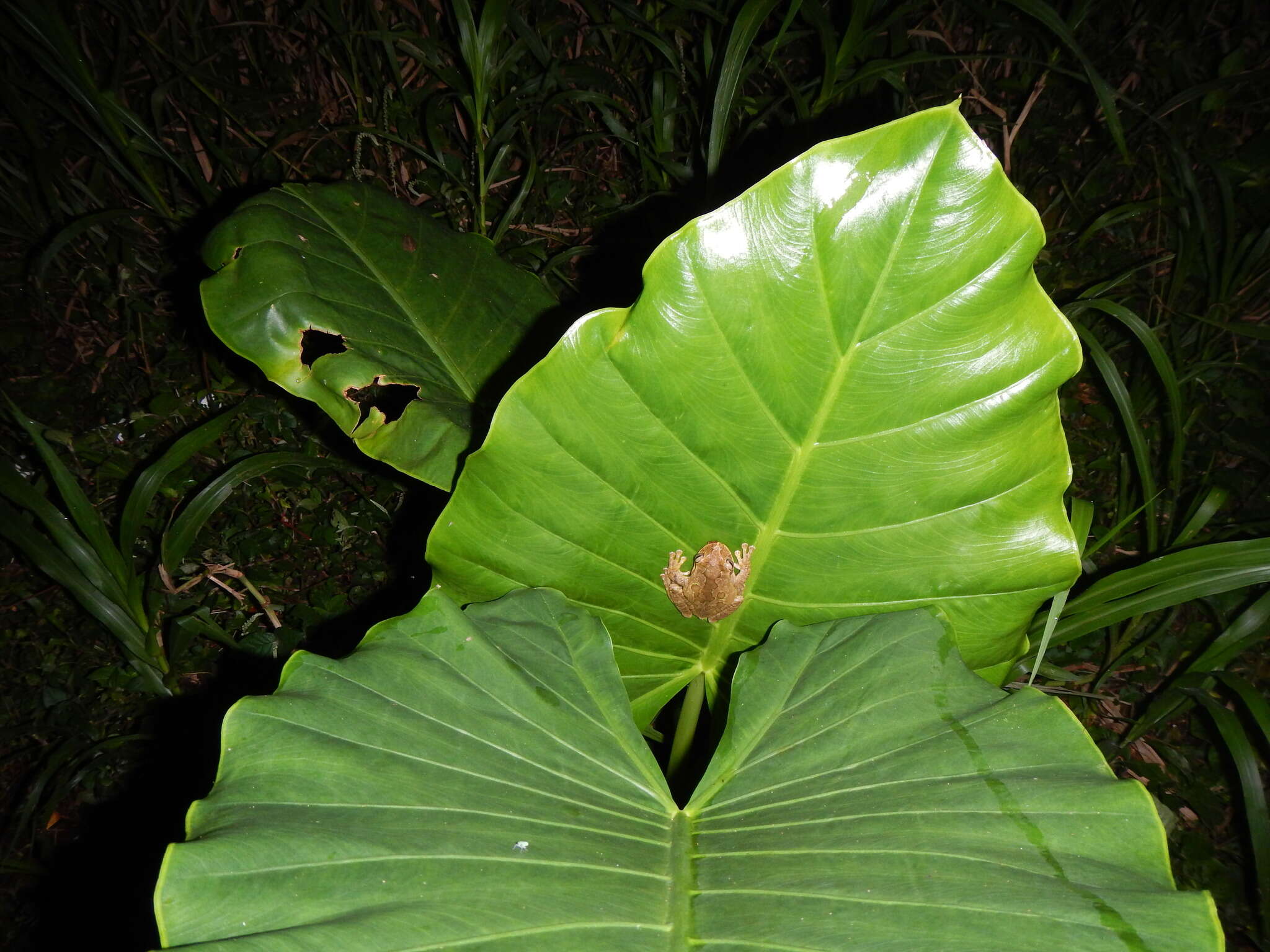 Image of Smilisca manisorum (Taylor 1954)