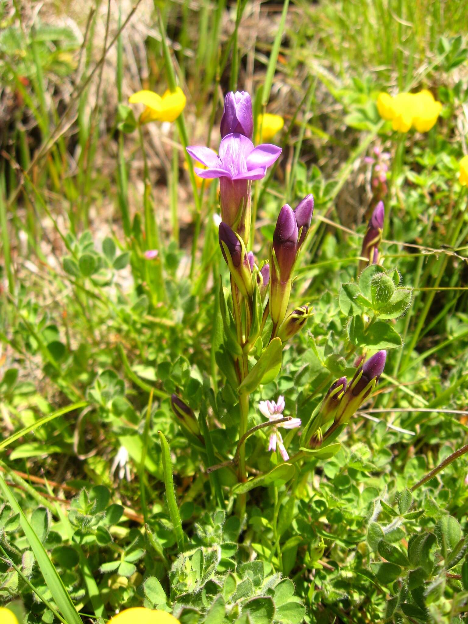 Image de Gentianella caucasea (Loddiges ex Sims) J. Holub