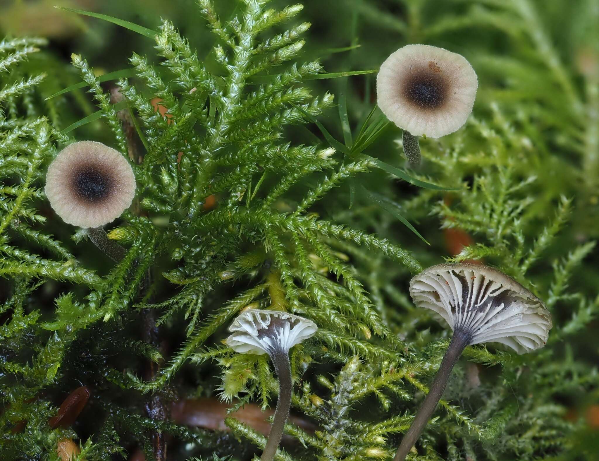 Image of Rickenella swartzii (Fr.) Kuyper 1984