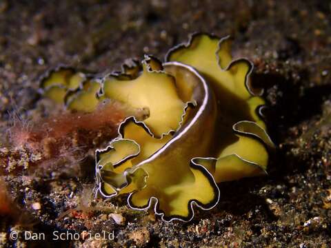 Image of Frilly baby poo flatworm