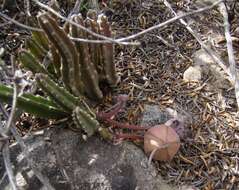 Image of <i>Stapelia <i>hirsuta</i></i> var. hirsuta