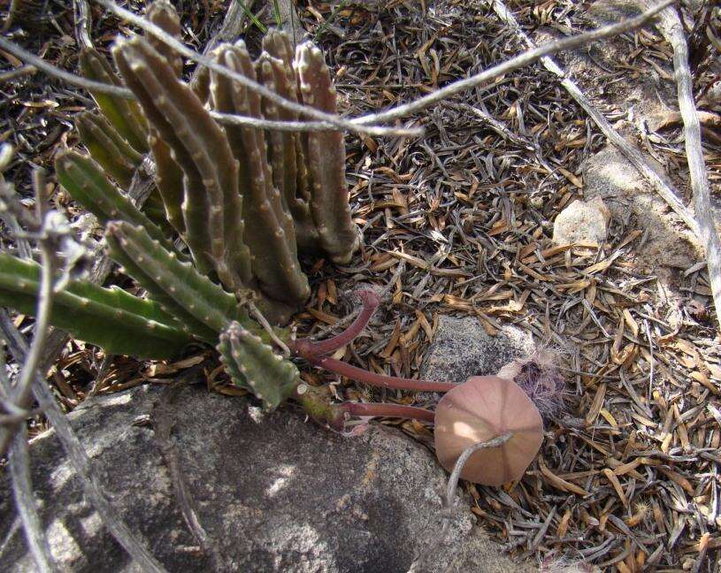 <i>Stapelia <i>hirsuta</i></i> var. hirsuta的圖片