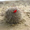 Image of Mammillaria hutchisoniana subsp. hutchisoniana