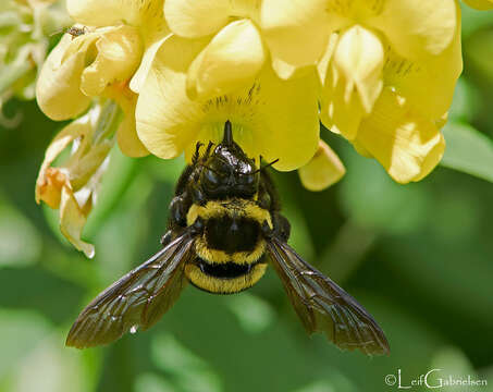 Xylocopa ghilianii Gribodo 1891 resmi