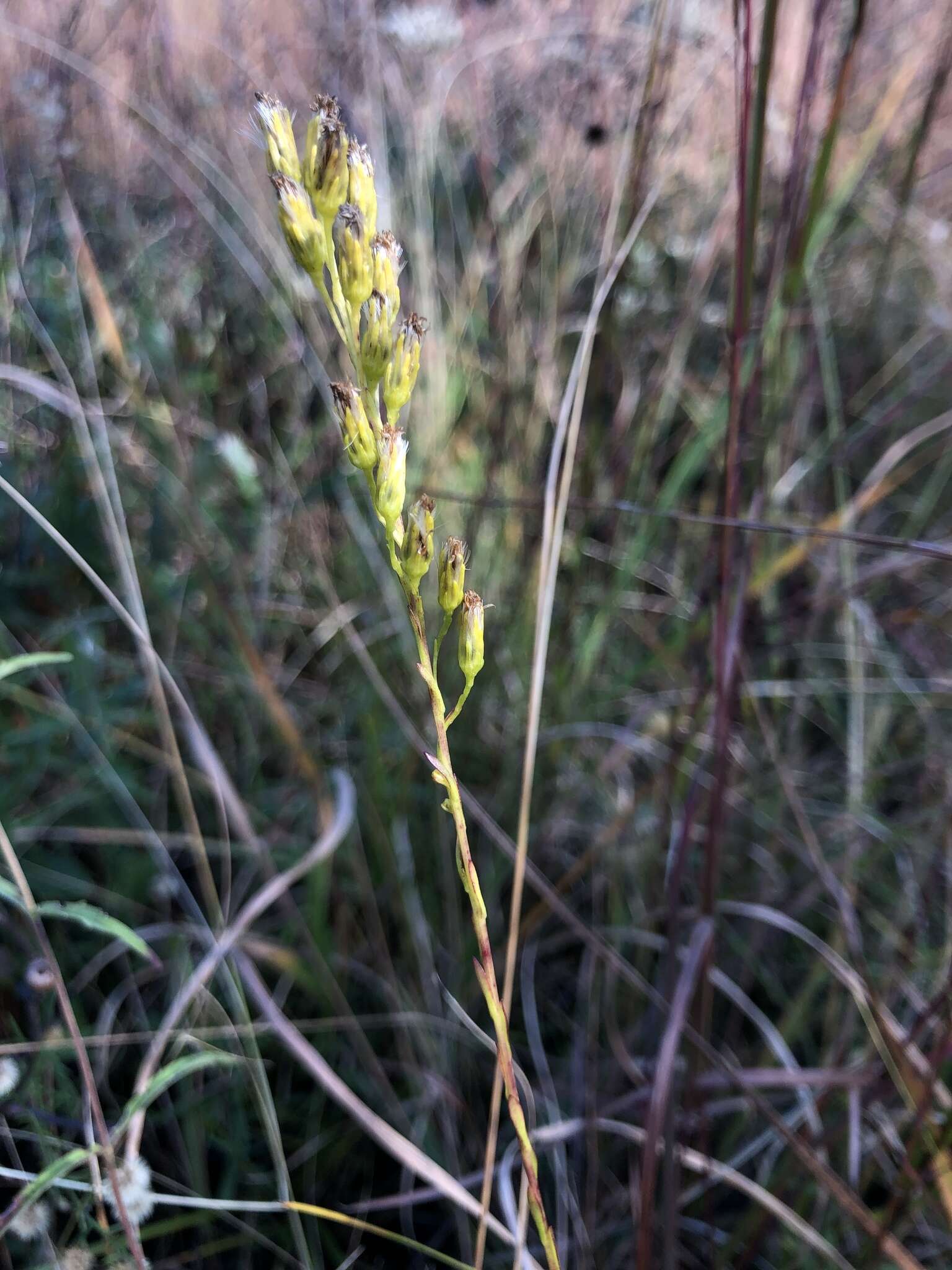 Imagem de <i>Solidago virgata</i>