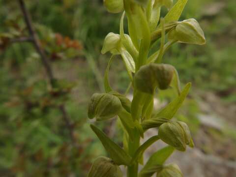 Image of Frog orchid