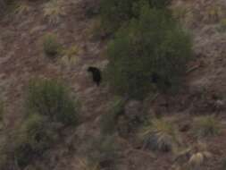 Image of Ursus americanus amblyceps Baird 1859