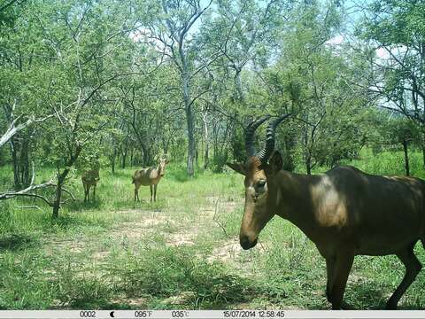 Image of Western Hartebeest