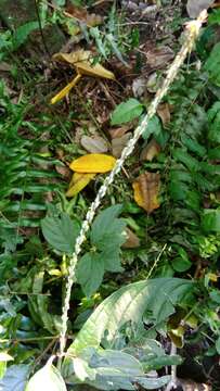 Image of Chaff-flower