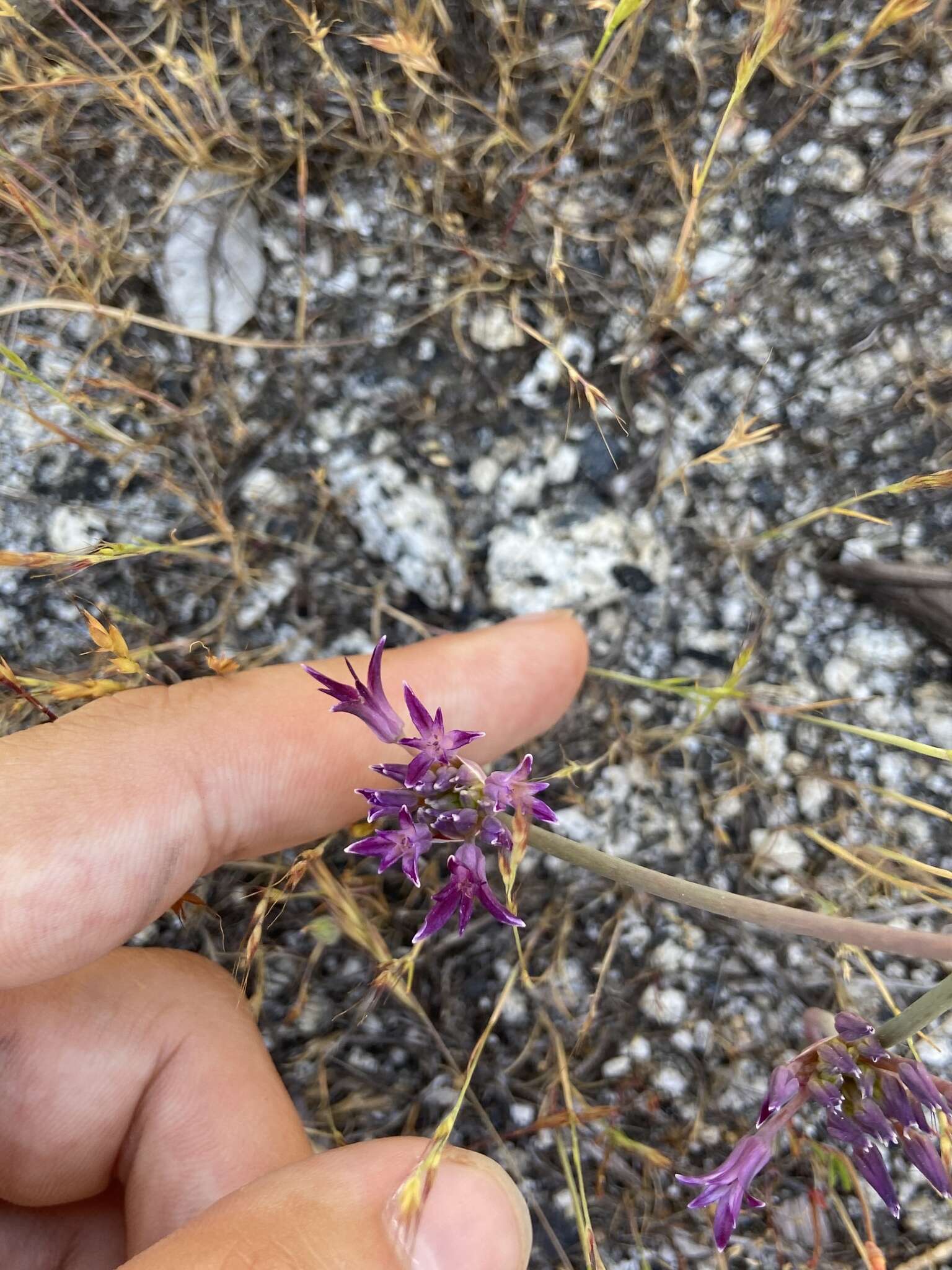 Image of Abrams' allium