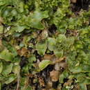 Sivun Corsinia coriandrina (Spreng.) Lindb. kuva