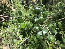 Sivun Psydrax odorata subsp. buxifolia (Benth.) S. T. Reynolds kuva