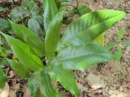 Image of Tectaria harlandii (Hook.) C. M. Kuo