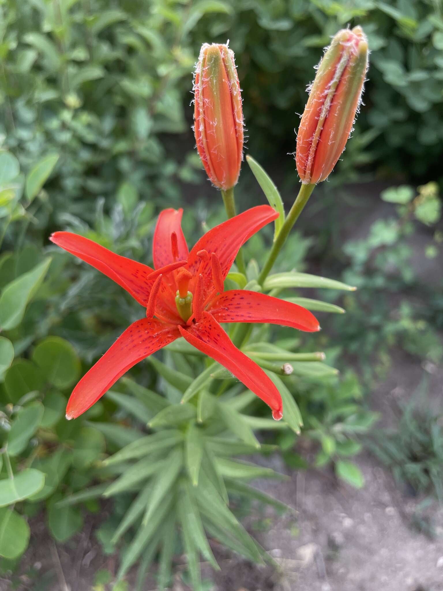 Lilium concolor var. partheneion (Siebold & de Vriese) Baker resmi