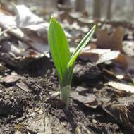 Sivun Allium tricoccum var. burdickii Hanes kuva