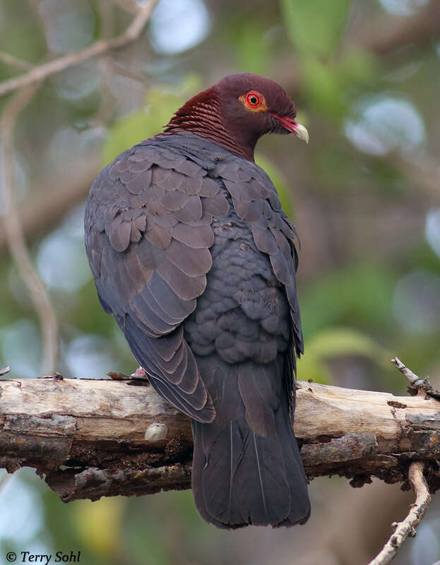 Image of Scaly-naped Pigeon