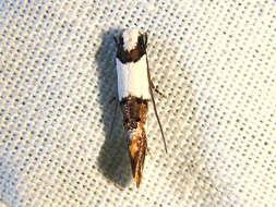 Image of Blotched monopis moth