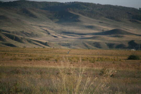 Image of Eastern Marsh-Harrier