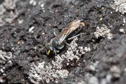 Image of Hylaeus inquilina (Perkins 1899)