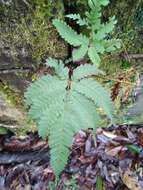 Sivun Pteris setulosocostulata Hayata kuva