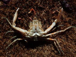 Image of Pacific lyre crab