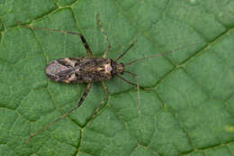 Image of Phytocoris dimidiatus Kirschbaum 1856