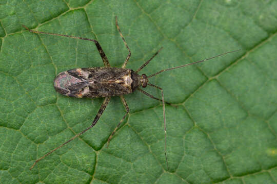 Image of Phytocoris dimidiatus Kirschbaum 1856