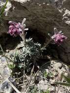 Sivun Saxifraga porophylla Bertol. kuva