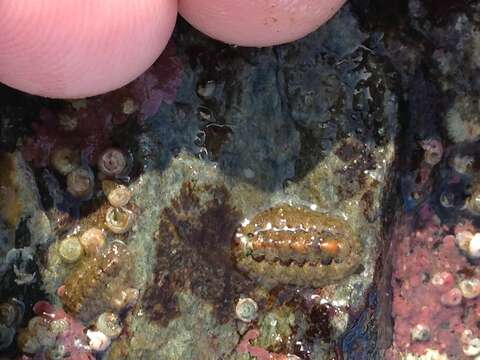 Image of hairy chiton