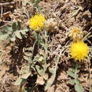 Image of Centaurea rhizantha C. A. Mey.