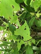 Image of hemp vine