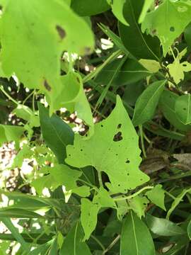 Image of hemp vine