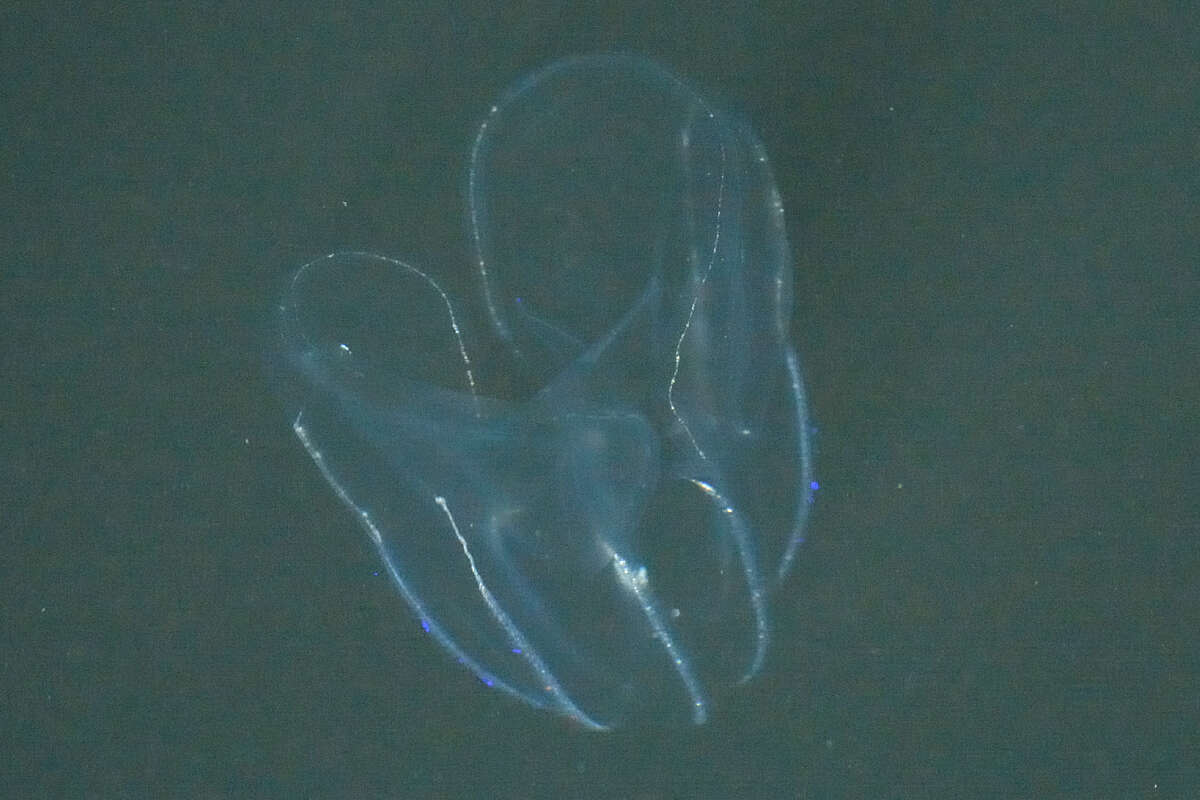 Image of short-lobed comb jelly