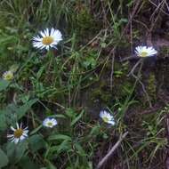 Plancia ëd Erigeron galeottii (Hemsl.) Greene