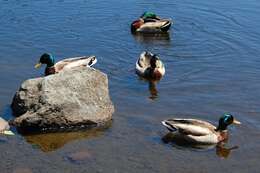 Image of Common Mallard