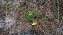 Plancia ëd Physalis arenicola Kearney