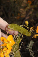 Plancia ëd Senna birostris (Vogel) H. S. Irwin & Barneby