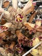 Image of Parish's broomrape