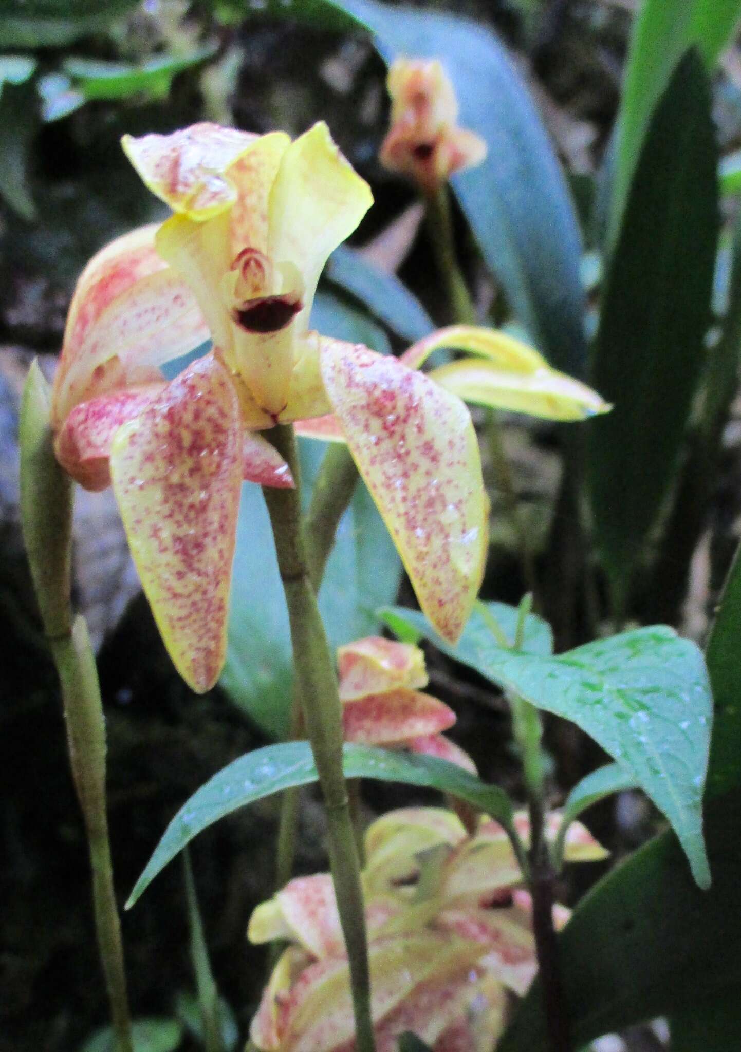 Image of Maxillaria aequiloba Schltr.