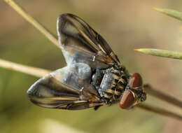 Image of Phasia subcoleoptrata (Linnaeus 1767)