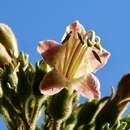 Nicotiana tomentosa Ruiz & Pav.的圖片