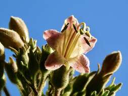 Image of tobacco