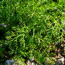 Image of Ferula communis subsp. catalaunica (Pau) A. Sánchez-Cuxart & M. Bernal Cid