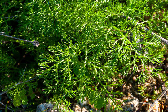 صورة Ferula communis subsp. catalaunica (Pau) A. Sánchez-Cuxart & M. Bernal Cid